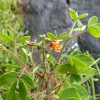 Chamaecrista absus (L.) H.S.Irwin & Barneby